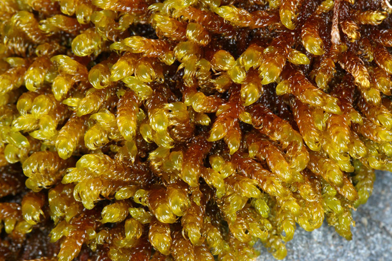 Palustriella falcata